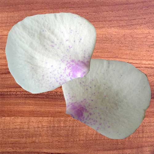 pétale d'orchidée